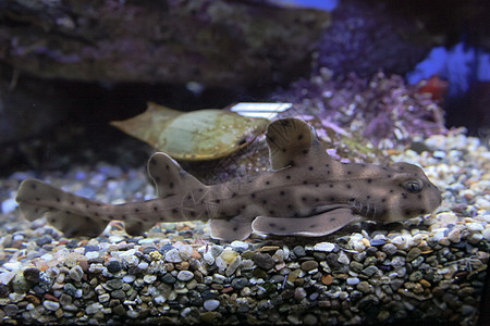 非洲之角鲨鱼海上生活水生生物角鲨软骨海洋生物图片