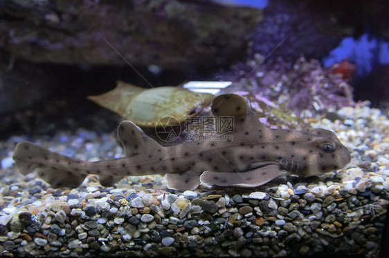 非洲之角鲨鱼海上生活水生生物角鲨软骨海洋生物图片