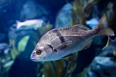 游戏鱼海洋生物水生生物海上生活图片