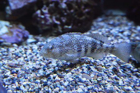 游戏鱼海洋生物水生生物海上生活图片