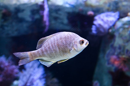 黑色冲浪海上生活海洋生物鲈鱼水生生物游戏图片