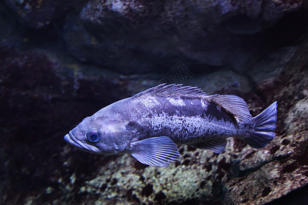 游戏鱼水生生物海洋生物海上生活图片