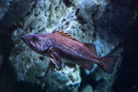 游戏鱼水生生物海上生活海洋生物图片