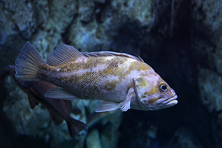 游戏鱼海上生活水生生物海洋生物图片