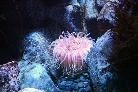 粉红海葵图片