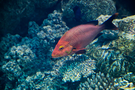 游戏鱼海上生活水生生物海洋生物图片