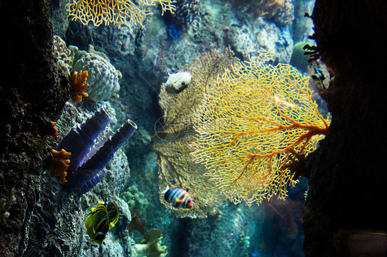 海扇珊瑚珊瑚礁水生生物扇叶海上生活海洋生物背光图片
