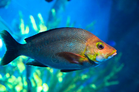 游戏鱼海洋生物海上生活水生生物图片