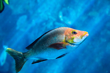 游戏鱼海上生活海洋生物宗教水生生物图片