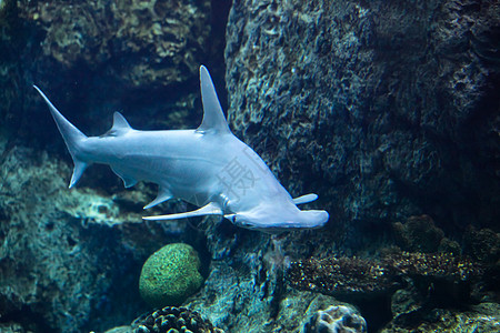 锤头帽子头鲨鱼软骨水生生物海上生活海洋生物图片