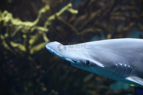 锤头帽子头鲨鱼水生生物海洋生物海上生活软骨眼睛图片