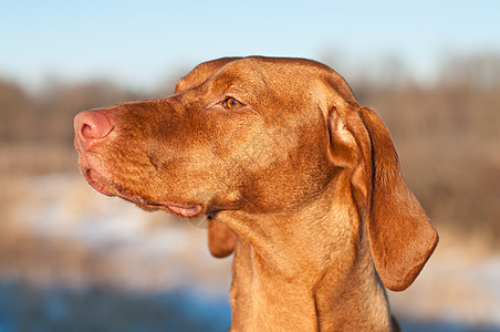 匈牙利近身水平指针宠物棕色哺乳动物犬类纯种狗图片