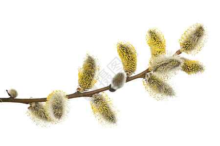 柳宏观季节性黄色横向植物花序柳絮图片