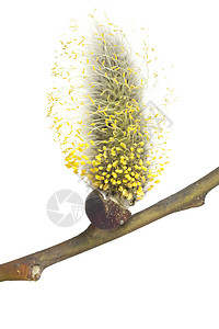 柳季节性植物宏观黄色花序柳絮图片