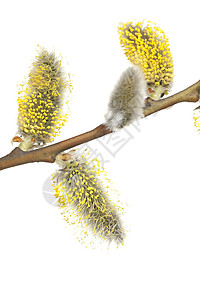 柳植物季节性柳絮宏观花序黄色图片