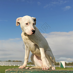 小狗多果阿根廷白色宠物犬类蓝天动物图片