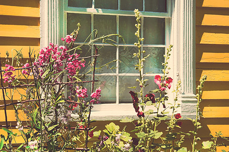 拥有夏花花园的老小屋太阳窗格历史性国家建筑玻璃农场窗户房子花朵图片