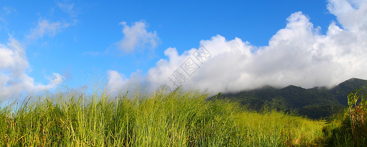 圣基茨的蒙塔利穆伊加生态森林天空农业叶子甘蔗栖息地场地天堂植物群图片