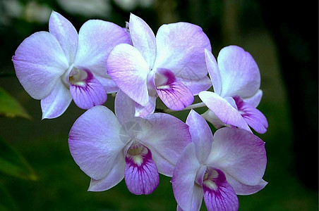 五个紫兰花图片