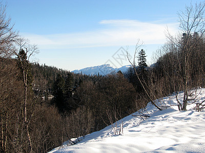 冬季斜坡冰川高山风景文件植被植物群天空山丘松树图片