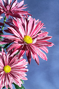 花团紫色粉色家庭铭文花头宏观雏菊花束植物菊花图片
