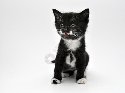 小猫肖像头发猫咪女性好奇心男性白色宠物动物黑色新生图片