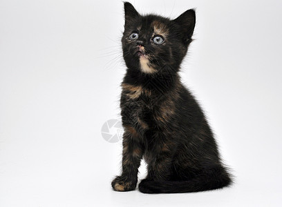 小猫肖像棕色猫咪动物好奇心警报哺乳动物爪子猫科白色黑色图片
