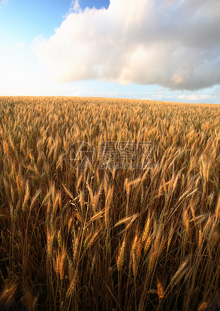 采样萨斯喀彻温的谷物作物旅行农村小麦风景农业大草原乡村场景国家图片