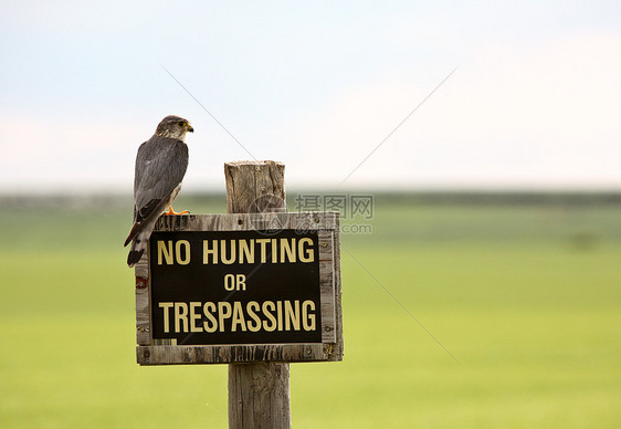 萨斯喀彻温风景的无狩猎标志上的Kestrel照片动物群草原荒野野生动物栖息地水平场景保护乡村图片