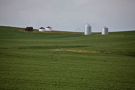 在景色萨斯喀彻温省种植的谷物作物水平金属乡村季节性风景旅行粮仓家园植物群农舍图片