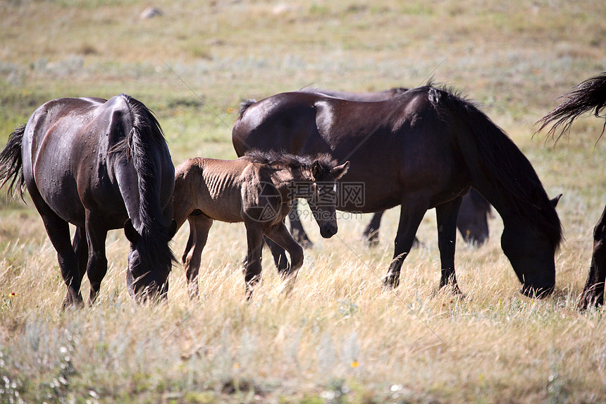 萨斯喀彻温牧草地中的毛和马动物农村草原小马驹乡村照片场景农场水平牧场图片