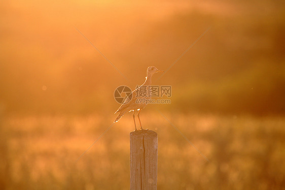 位于萨斯喀彻温风景森严的围栏站上的高地渡草人滨鸟栅栏场景荒野新世界动物野生动物邮政照片大草原图片