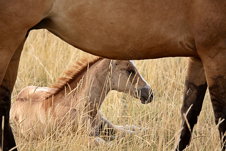 萨斯喀彻温牧草地中的毛和马旅行农村乡村场景牧场动物水平照片农场草原图片