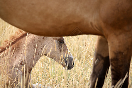 萨斯喀彻温牧草地中的毛和马水平动物农村农场旅行牧场乡村场景照片草原图片