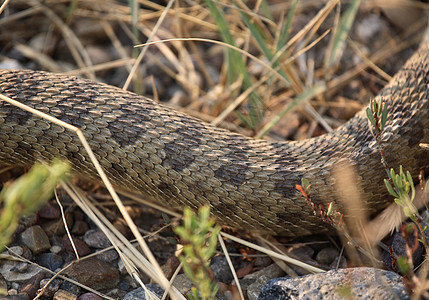 在萨斯喀彻温公路旁卷曲的摇篮树野生动物动物群爬虫保护尾蛇图片