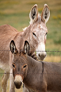 萨斯喀彻温省风景优美的母驴和小驴国家农场牧场动物农村旅行乡村图片