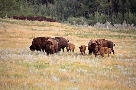 萨斯喀彻温风景的幼牛和小牛群野生动物动物群保护新世界养殖水平动物水牛季节性摄影图片