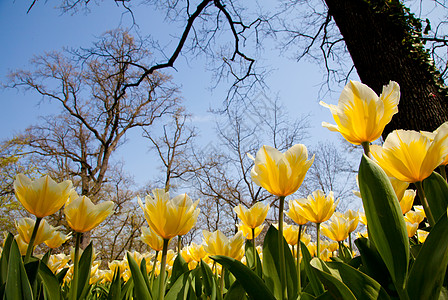 Tulips  雅普根品种场地花店边界阳光植物栽培花瓣花园植物群季节图片