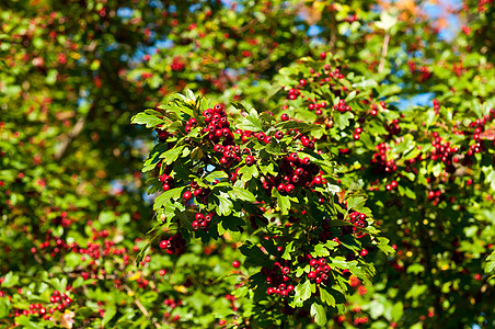 红莓果红色树木叶子食物绿色山楂衬套枝条季节森林图片