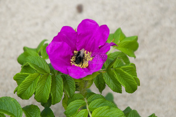 花朵上的蜜蜂植物群花瓣植物熊蜂花粉花蜜树叶花园昆虫公园图片