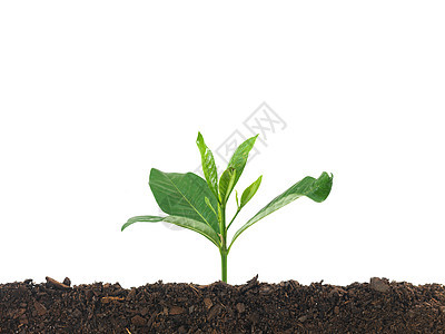 树苗幼苗环境植物生态绿色树叶发芽生长土壤白色图片