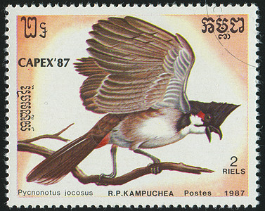 邮票集邮公园卡片羽毛邮件野生动物动物邮戳鸟类信封图片