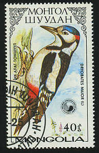 邮票邮件邮资卡片啄木鸟邮政野生动物邮戳翅膀信封木头图片