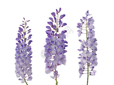 维斯特西雅花花美丽紫色蓝色藤蔓工作室花瓣花园白色情调植物群图片