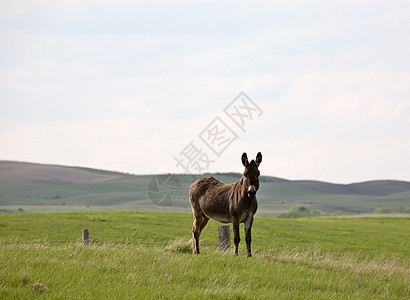 萨斯喀彻温牧场中的驴子乡村旅行动物水平照片农场大草原场景农村图片