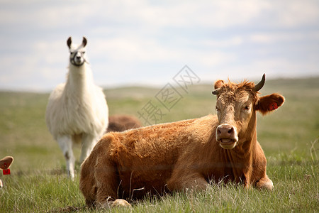 Llama在萨斯喀彻温 看着一头牛图片