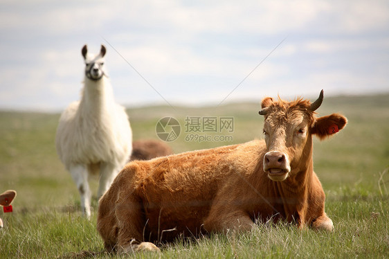 Llama在萨斯喀彻温 看着一头牛图片