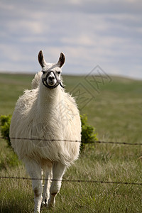 位于萨斯喀彻温的有刺铁丝网围栏附近的Llama场景大草原动物旅行乡村牧场照片农场农村图片