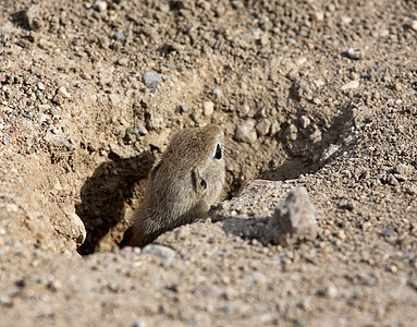 地松鼠在萨斯喀彻温公路的洞穴中达到顶峰常年动物群挖掘水平松鼠哺乳动物照片动物荒野野生动物图片