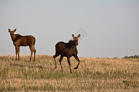 萨斯喀彻温地区有男性同龄的雌驼鹿季节性场地栖息地动物奶牛常年居民女性风景水平图片